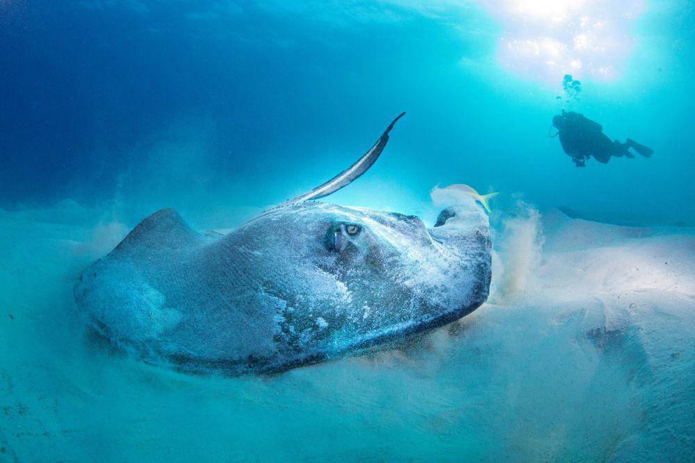 Ilustrasi ikan pari (pexels.com/marek kucharz)