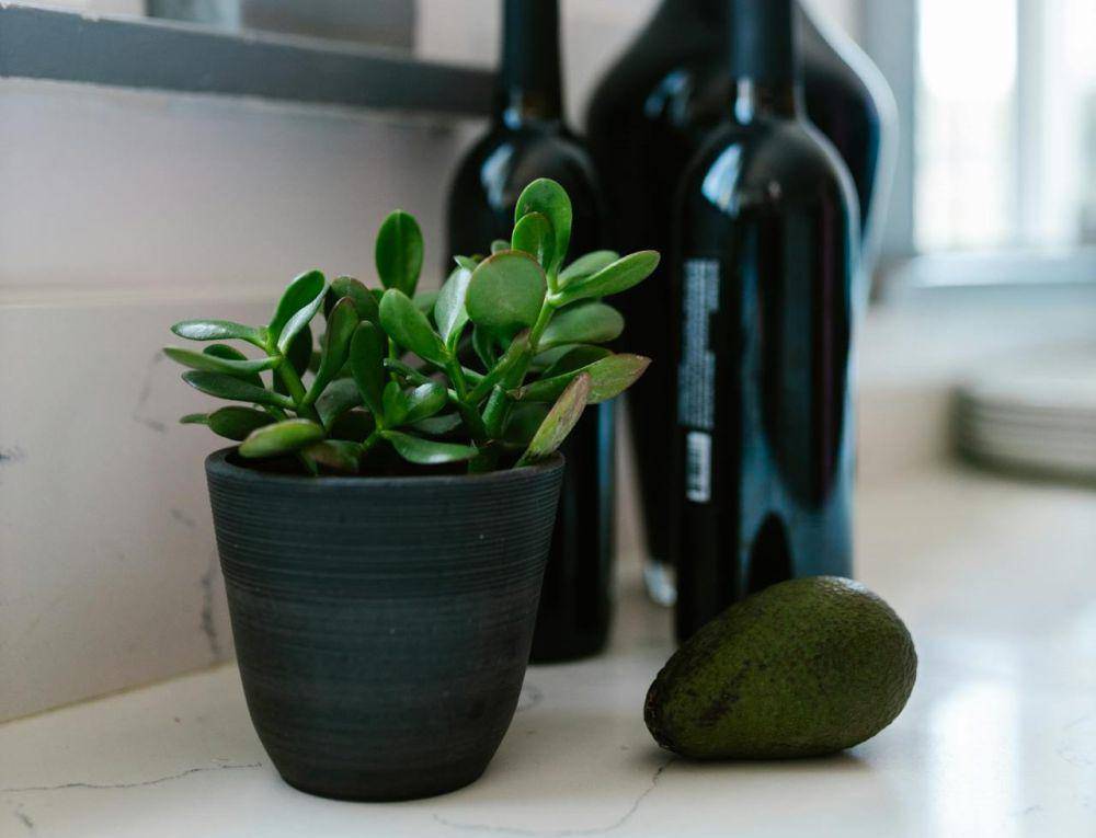 ilustrasi jade plant (pexels.com/RDNE Stock project)