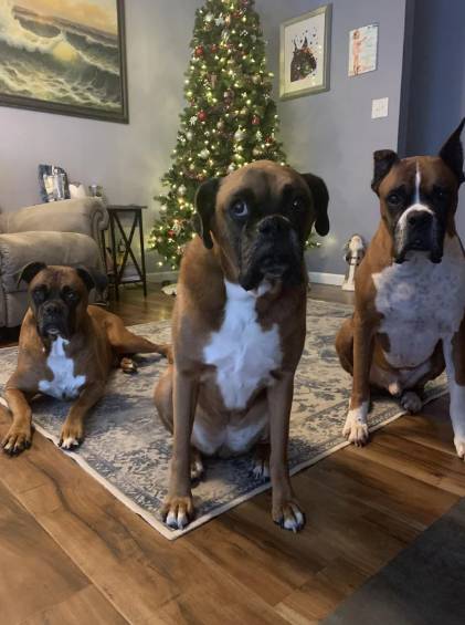 foto lucu geng anjing rayain Natal (reddit.com/Ststeven-11)
