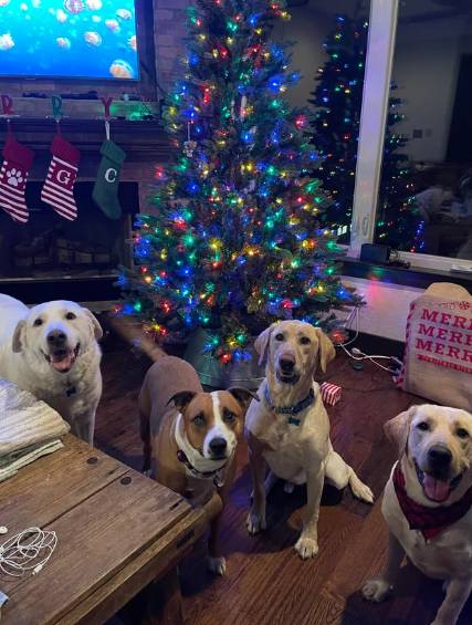 foto lucu geng anjing rayain Natal (reddit.com/chillywillyTX)