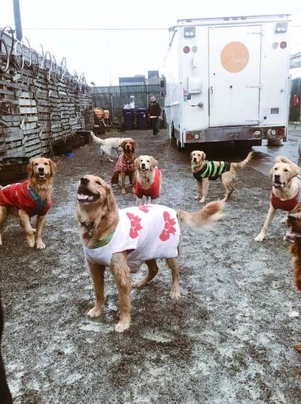 foto lucu geng anjing rayain Natal (reddit.com/SoDakZak)