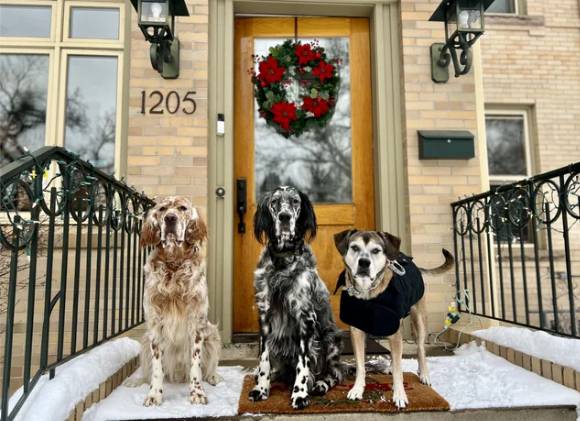foto lucu geng anjing rayain Natal (reddit.com/hinleybear13)