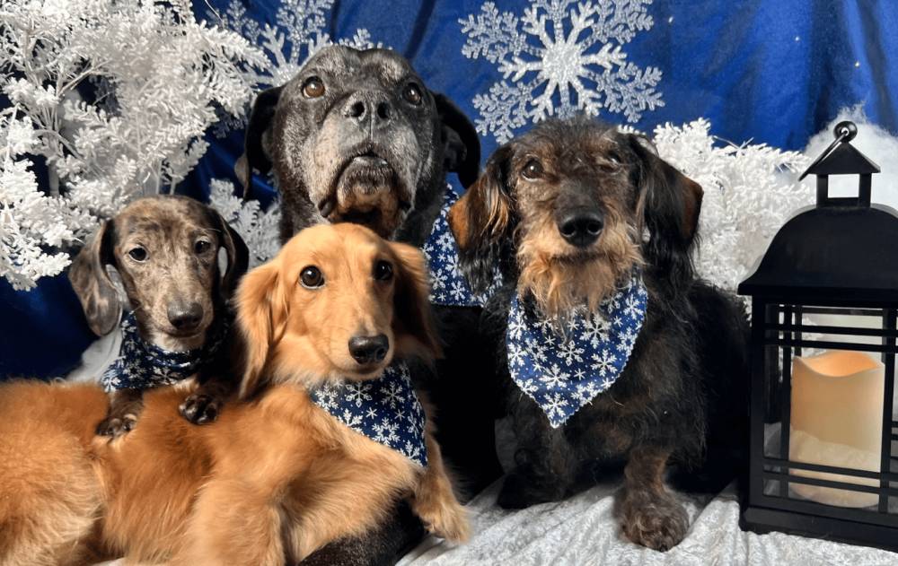 foto lucu geng anjing rayain Natal (reddit.com/Astrosardonic)