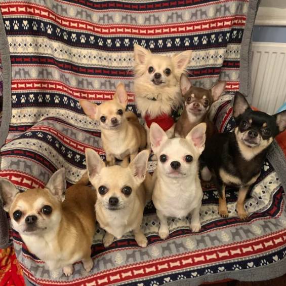 foto lucu geng anjing rayain Natal (reddit.com/tinyarmyoverlord)