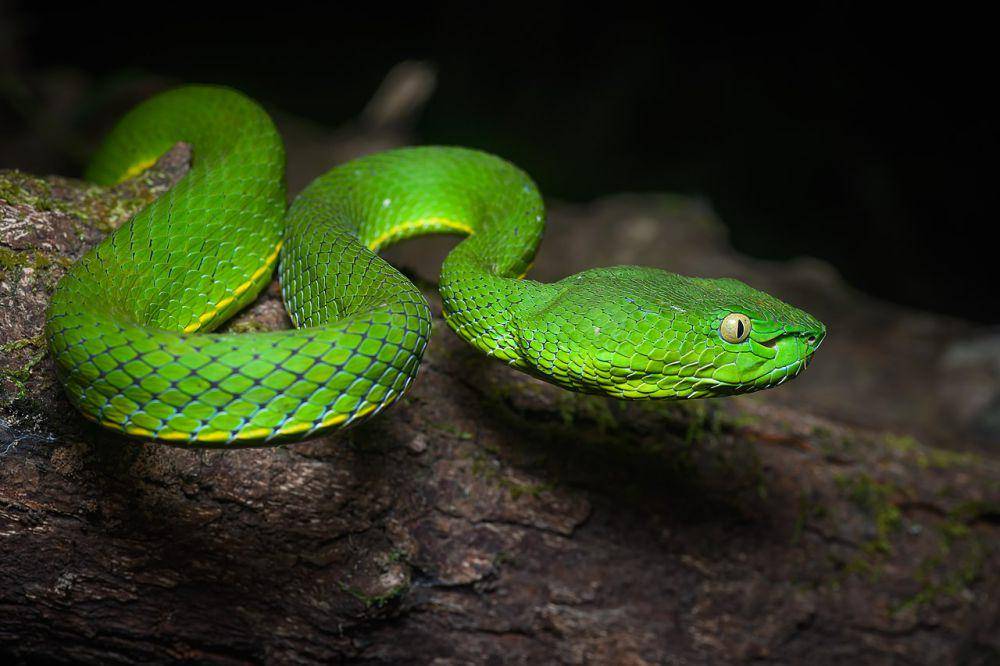 Ular berbisa (commons.wikimedia.org/Rushen)