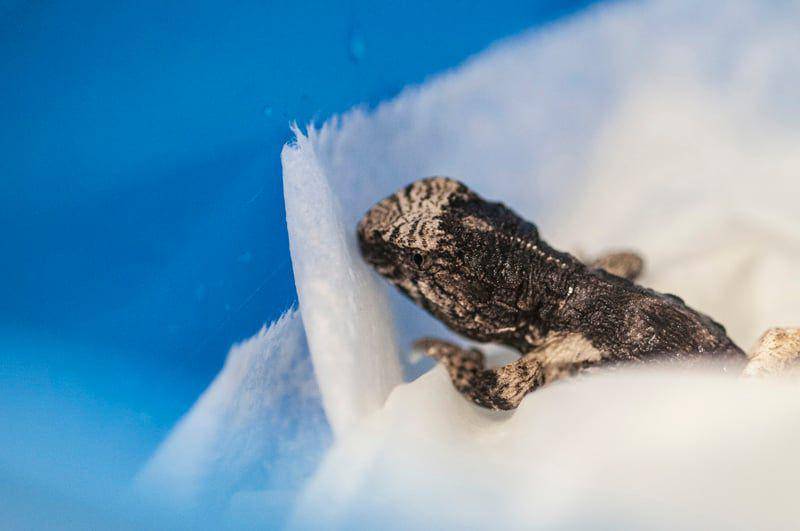 Seekor tuatara berada di tempat dingin (raspberrypi.com)
