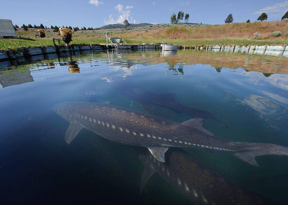 Penangkaran sturgeon (commons.wikimedia.org/USDA NRCS CA)
