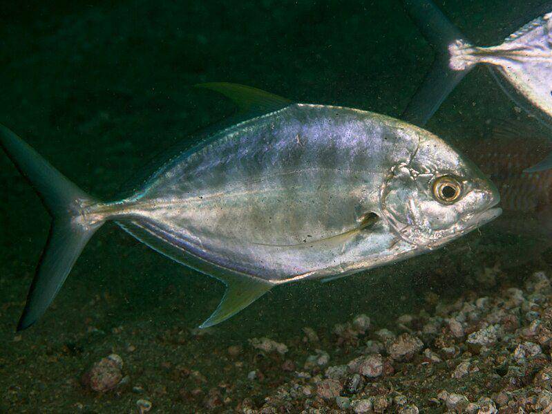 Ilustrasi ikan kuwe macan (commons.m.wikimedia.org/Rickard Zerpe)