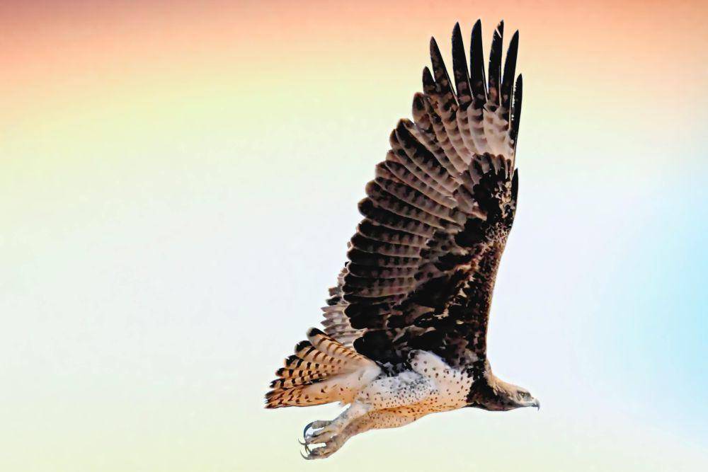ilustrasi elang hawk (pexels.com/Frans van Heerden)