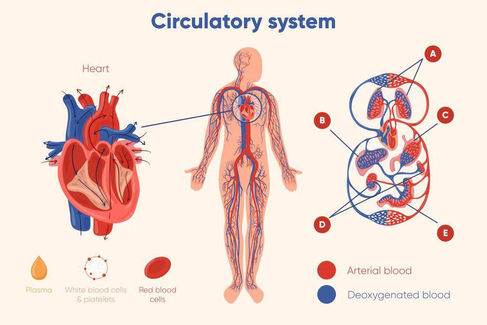 Sistem Peredaran Darah Manusia: Fungsi dan Organ-organnya