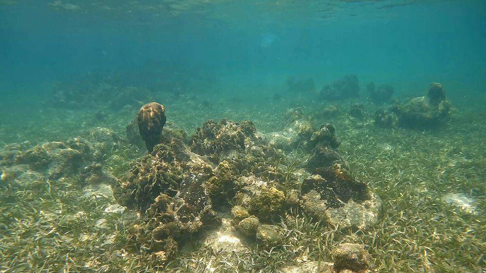 potret terumbu karang di Honduras (commons.wikimedia.org/DJ Cane)