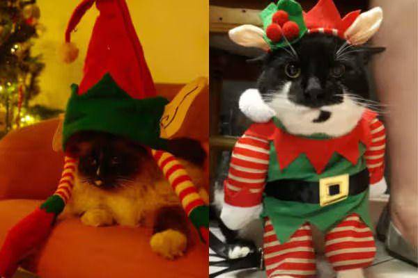 kolase foto lucu kucing jadi kurcaci Natal (reddit.com/johnwestmear I reddit.com/FluffyCrumpets1996)