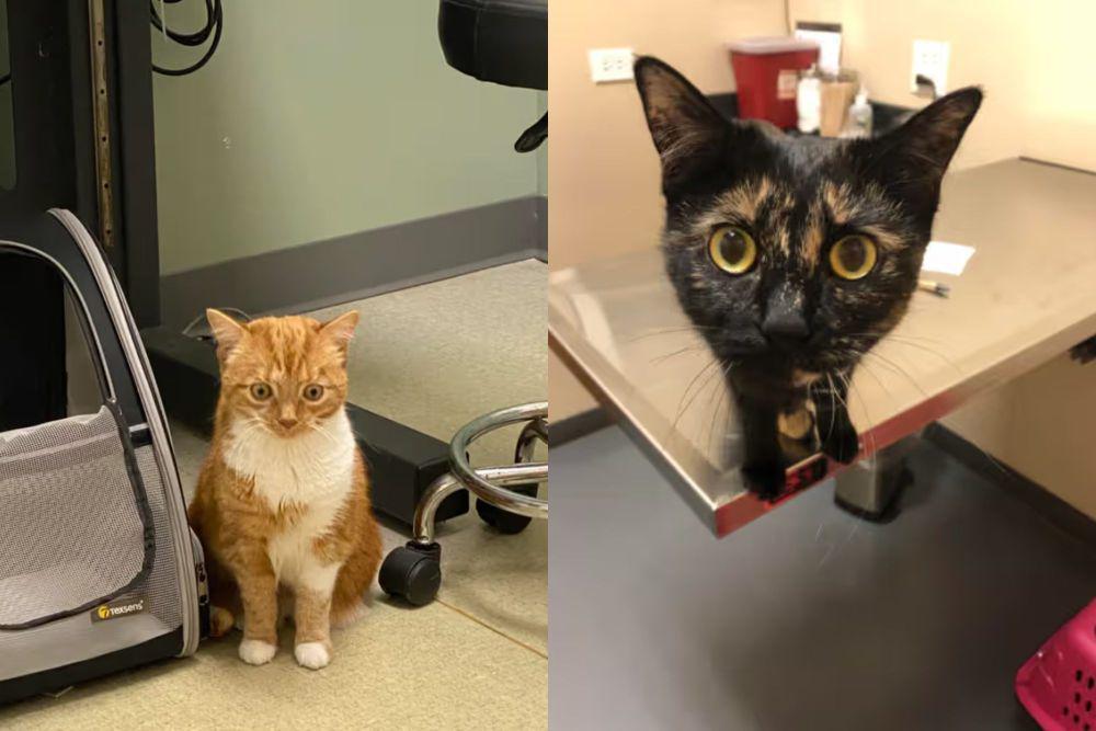 7 Ekspresi Kucing Merasa Dikhianati Dibawa ke Dokter Hewan