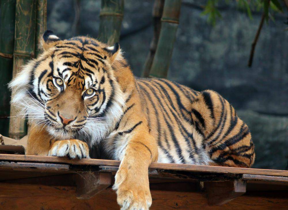 Ilustrasi Harimau Jawa (pexels.com/Janelle Hickson)