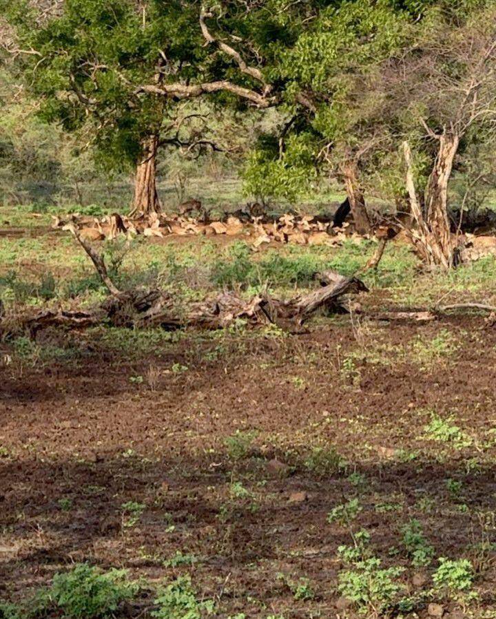 potret taman Baluran (instagram.com/debisagita)