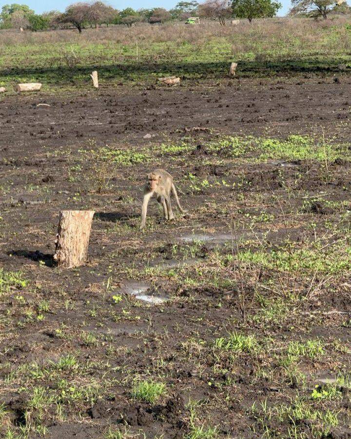 potret taman Baluran (instagram.com/debisagita)