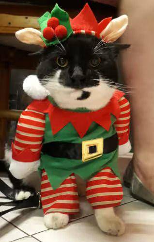 foto lucu kucing jadi kurcaci Natal (reddit.com/FluffyCrumpets1996)