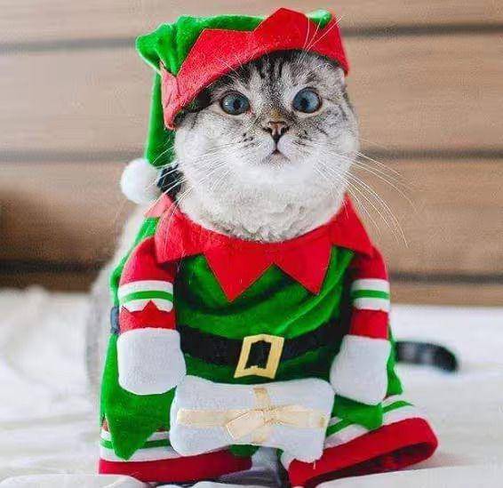 foto lucu kucing jadi kurcaci Natal (reddit.com/Full-Mulberry5018)
