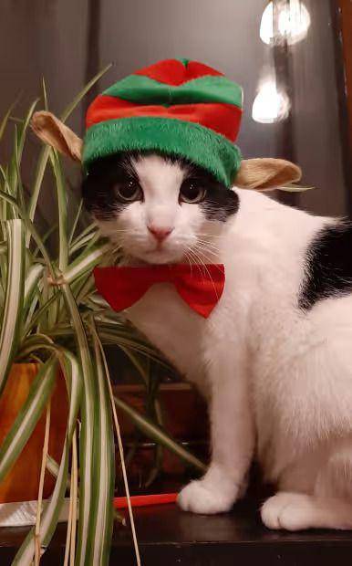 foto lucu kucing jadi kurcaci Natal (reddit.com/stasiucat)