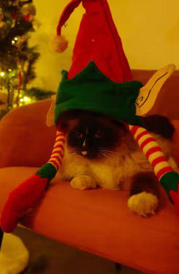 foto lucu kucing jadi kurcaci Natal (reddit.com/johnwestmear)