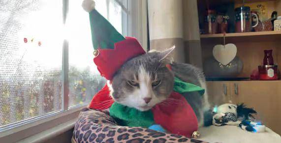foto lucu kucing jadi kurcaci Natal (reddit.com/brookegray)