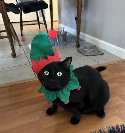 foto lucu kucing jadi kurcaci Natal (reddit.com/puddlejunco)