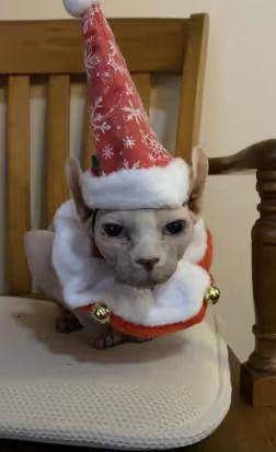 foto lucu kucing jadi kurcaci Natal (reddit.com/indymom14)
