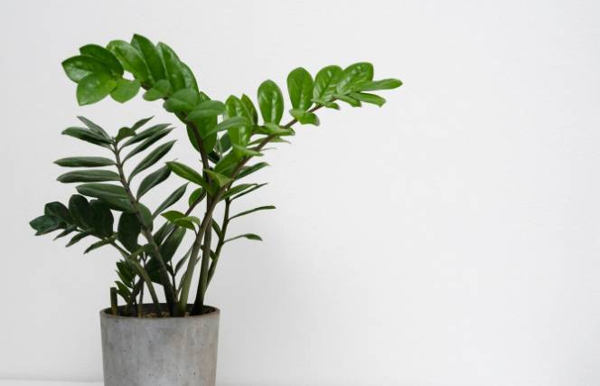 ilustrasi zamioculcas zamiifolia (freepik.com/freepik)
