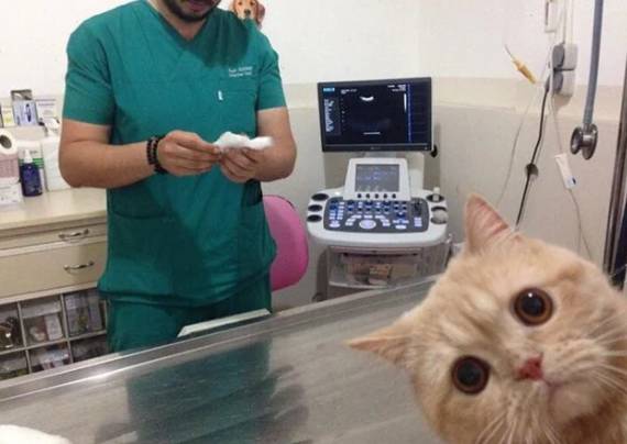 tatapan kucing saat merasa dikhianati gegara dibawa ke dokter hewan (reddit.com/barisazalea)