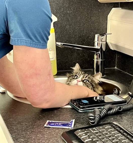 tatapan kucing saat merasa dikhianati gegara dibawa ke dokter hewan (reddit.com/londonlady1988)