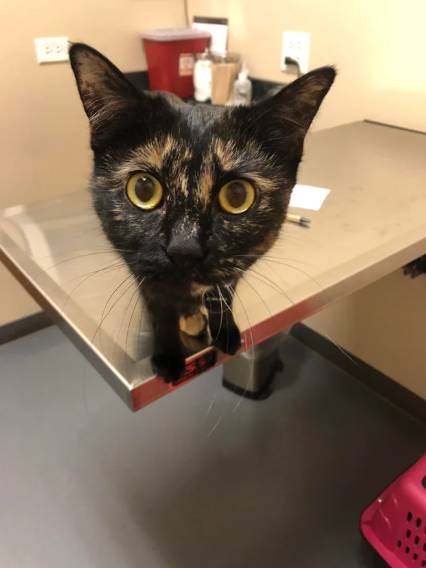 tatapan kucing saat merasa dikhianati gegara dibawa ke dokter hewan (reddit.com/catsandclavicles)