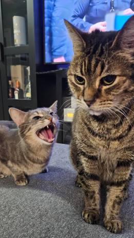 tatapan kucing saat merasa dikhianati gegara dibawa ke dokter hewan (reddit.com/TurboblueS5)