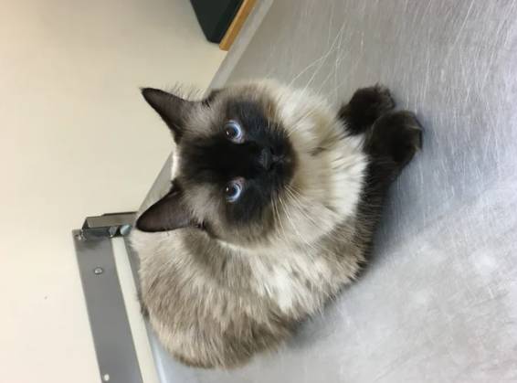 tatapan kucing saat merasa dikhianati gegara dibawa ke dokter hewan (reddit.com/Darling_Jess)