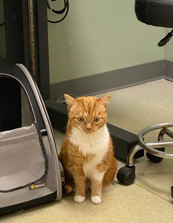 tatapan kucing saat merasa dikhianati gegara dibawa ke dokter hewan (reddit.com/Slimy_Salamanders)
