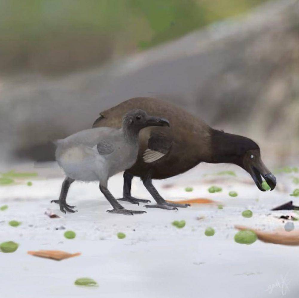 Ilustrasi Burung Dodo (instagram.com/marvellous_pastv2)