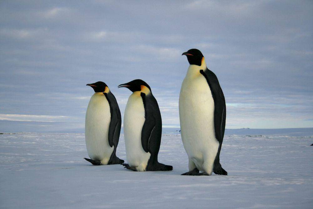 Penguin kaisar (commons.wikimedia.org/lin padgham)