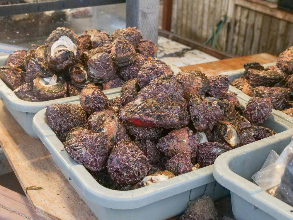 ilustrasi kerang (pexels.com/Kindel Media)