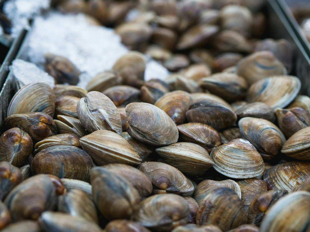ilustrasi kerang (pexels.com/Kindel Media)