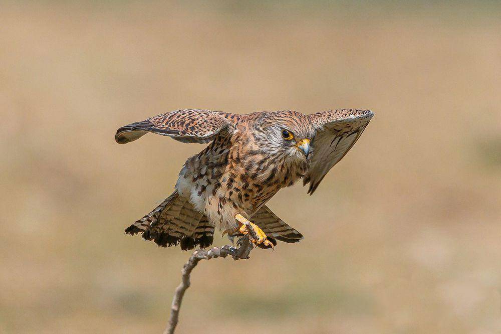 Genus Falco (commons.wikimedia.org/Hari K Patibanda)