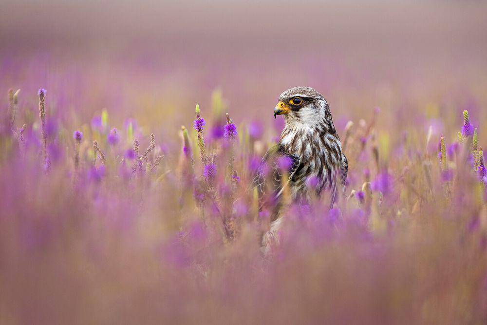 Genus Falco (commons.wikimedia.org/Sumeet Moghe)