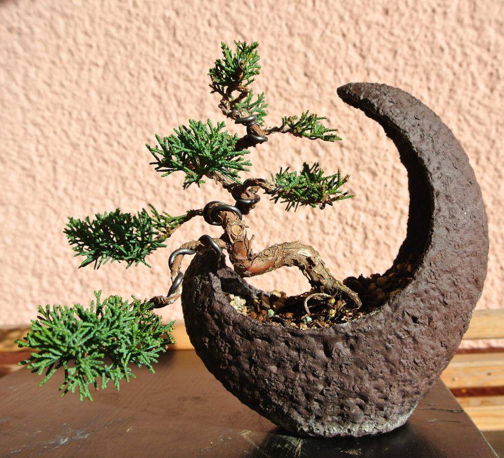 bonsai juniper (pixabay.com/hempelfrankfurt)