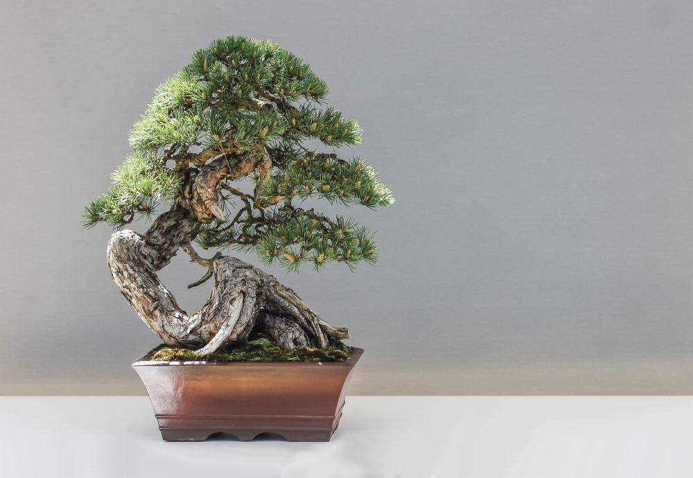 bonsai pinus (pixabay.com/IlonaBurschl)