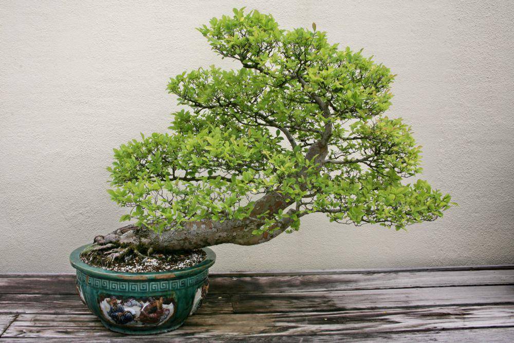 bonsai Chinese elm (commons.wikimedia.org/Cliff)