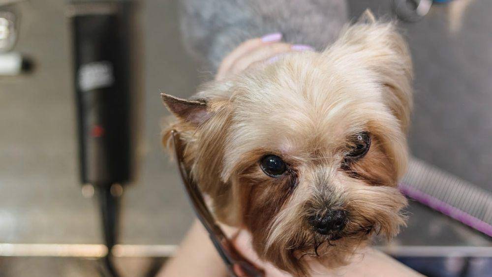 Cuciko Pet Grooming Surabaya (Pixabay/Aleksandr Tarlõkov)