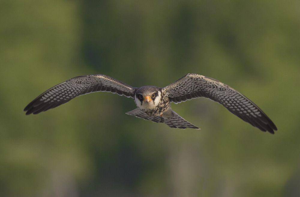 Genus Falco (commons.wikimedia.org/Touhid biplob)