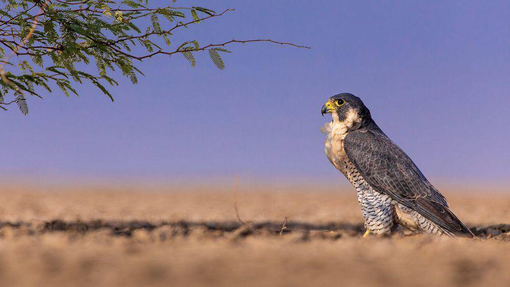 Genus Falco (commons.wikimedia.org/Sumeet Moghe)