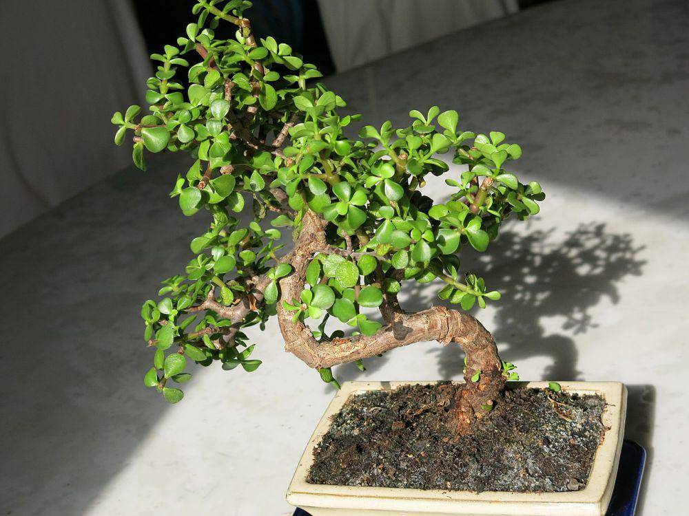 bonsai dwarf jade (commons.wikimedia.org/Tangopaso)