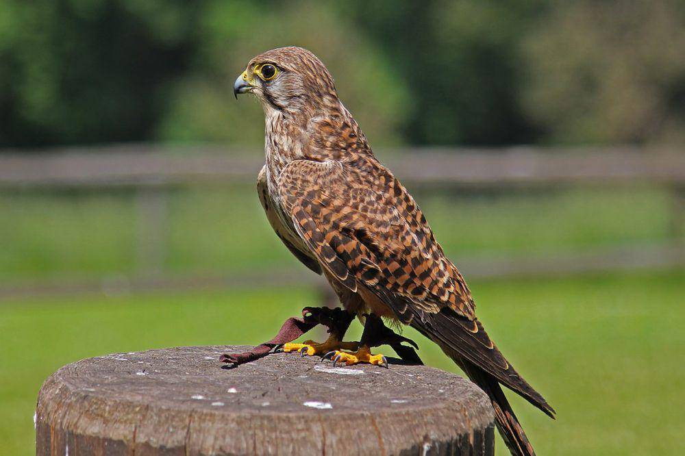 Genus Falco (commons.wikimedia.org/Superbass)