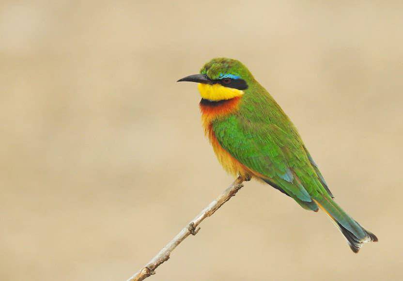Ilustrasi burung (unsplash.com/David Clode)