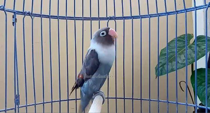 ilustrasi burung lovebird (youtube.com/Jovian Lovebirds)
